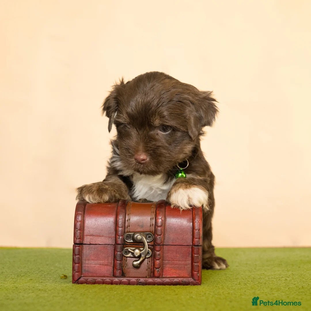 Yorkshire Terrier dogs for sale: Colorful Yorkshire terrier - Advert 25