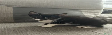 Domestic Shorthair 3