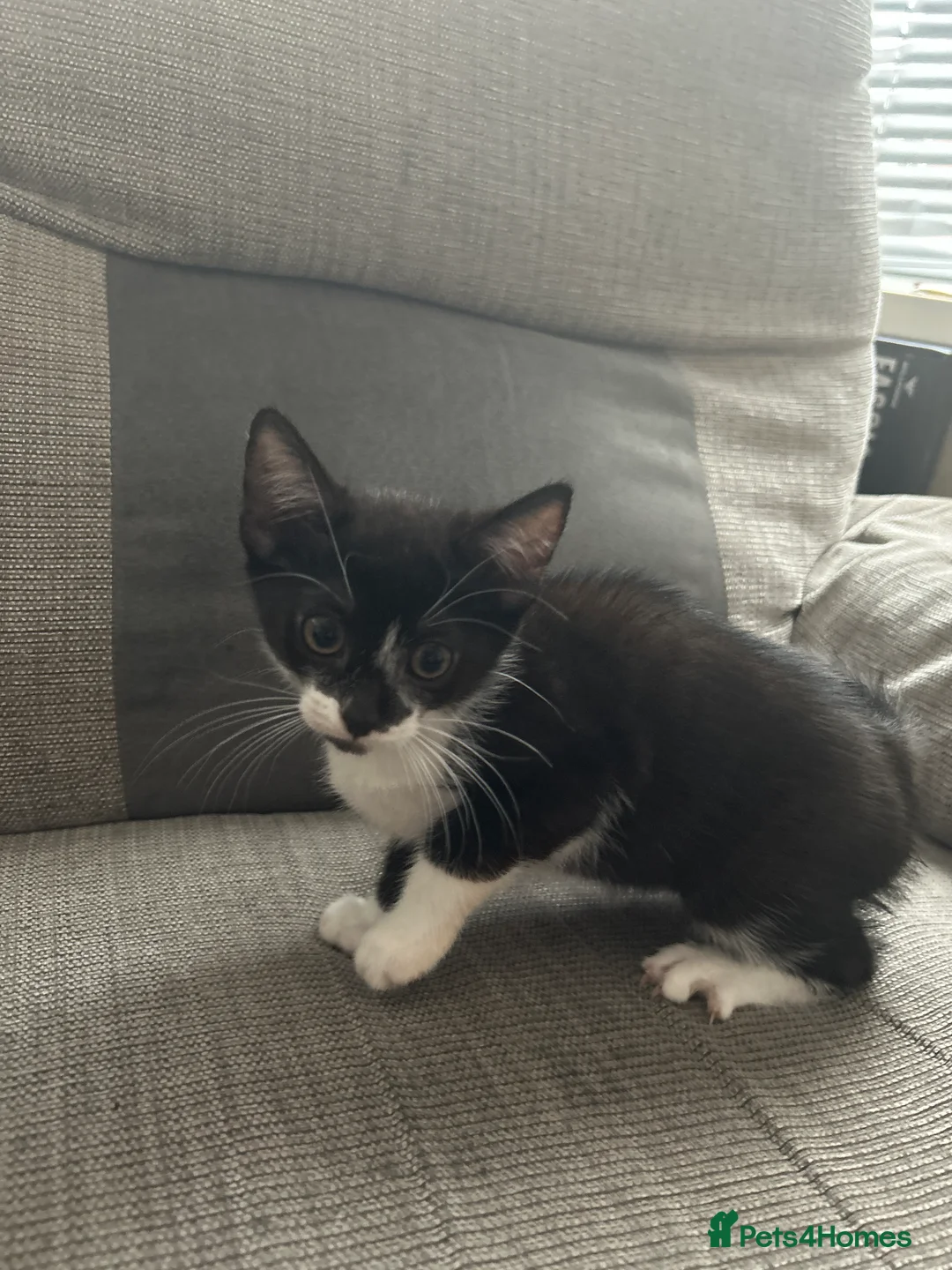 Domestic Shorthair cats for sale: 3 kittens for sale £50 each 10 weeks old in Birmingham - Advert 2
