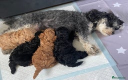 Cavapoo dogs for sale: Toy Cavapoo pups F1BB - Image 2