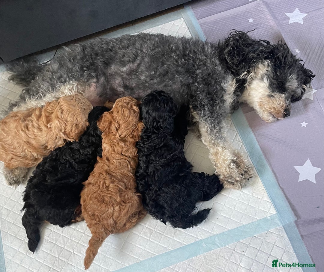 Cavapoo dogs for sale: Toy Cavapoo pups F1BB - Image 2