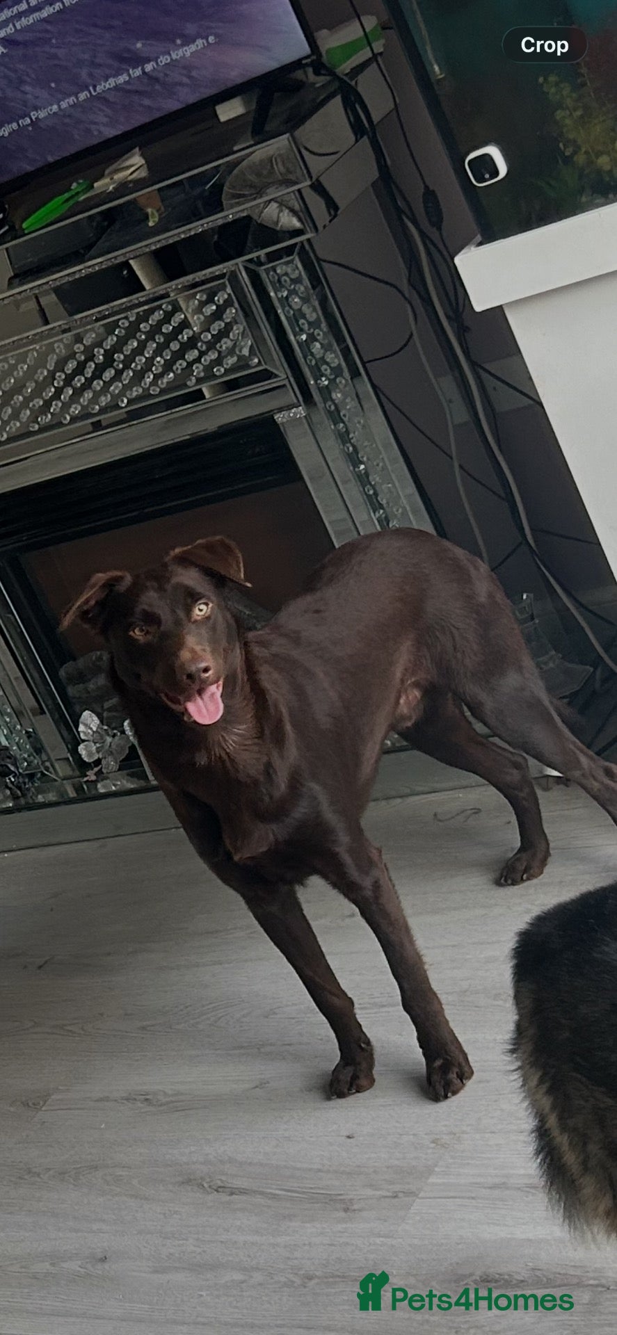 Australian Kelpie dogs Zeus Male 2 years old - Advert 1