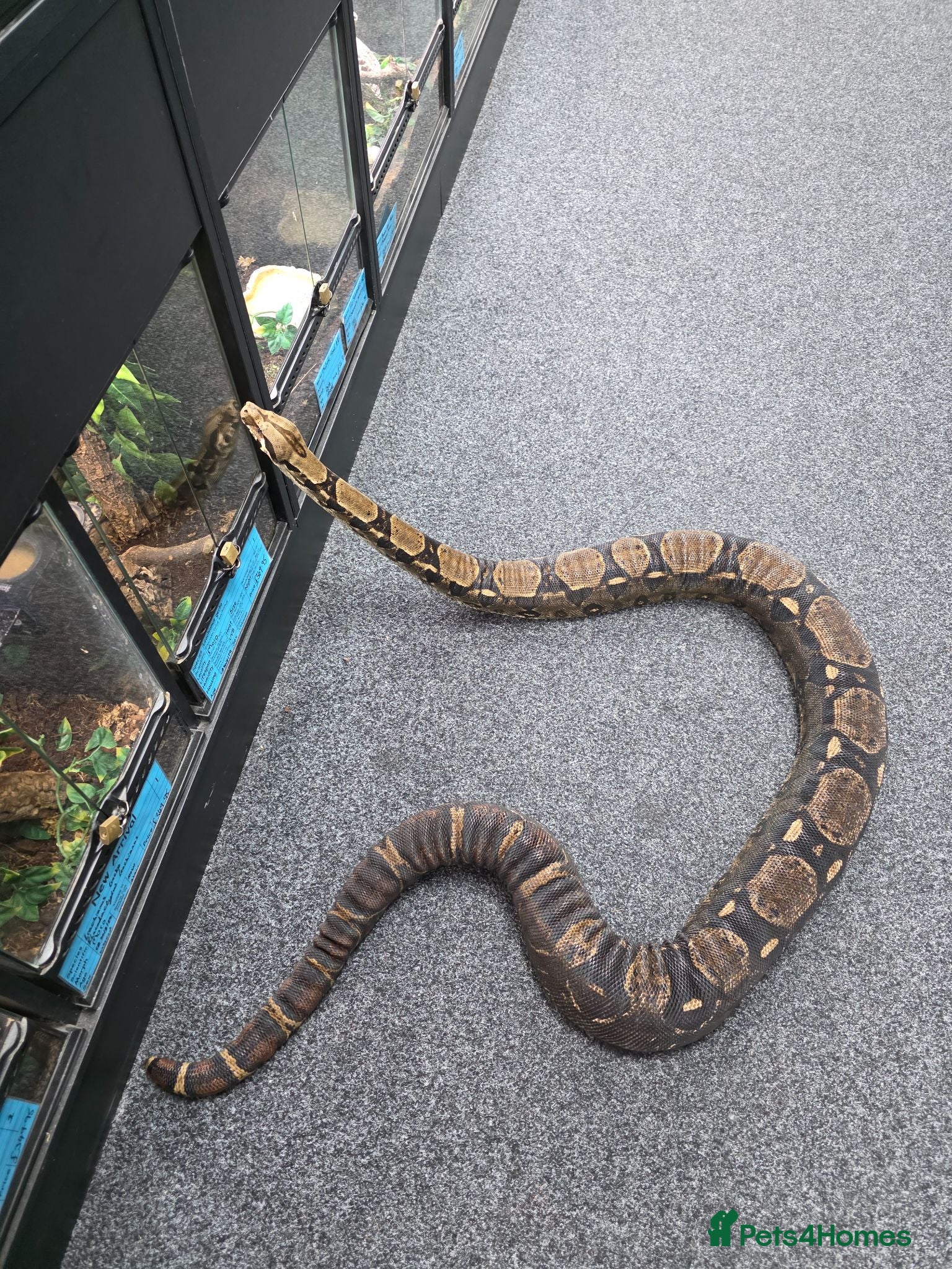 Boa Snake reptiles Boa constructor - Advert 6