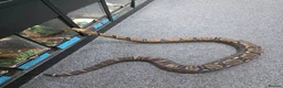 Boa Snake reptiles for sale: Boa constructor in Sutton-in-Ashfield - Advert 1