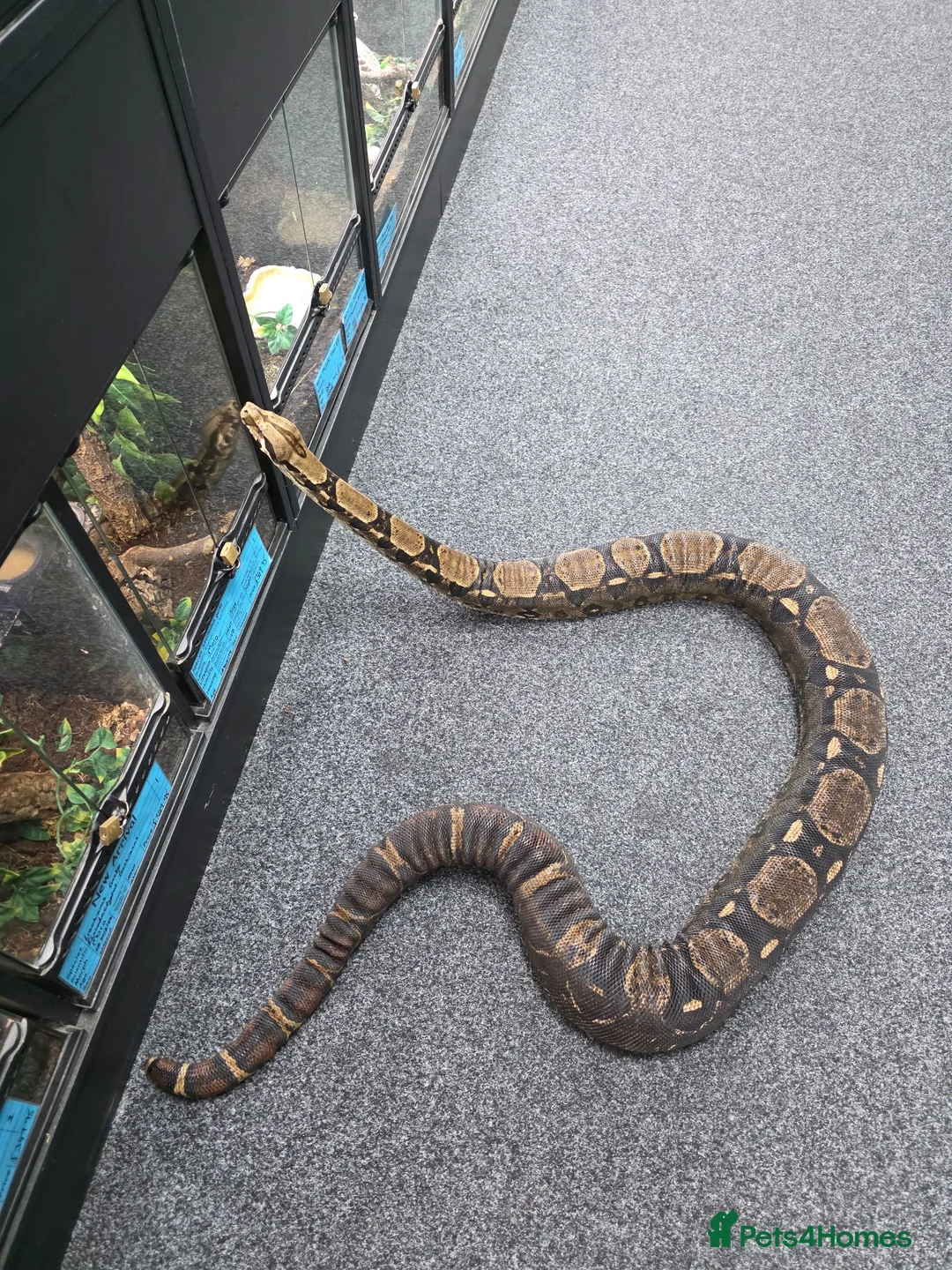 Boa Snake reptiles for sale: Boa constructor in Sutton-in-Ashfield - Advert 1