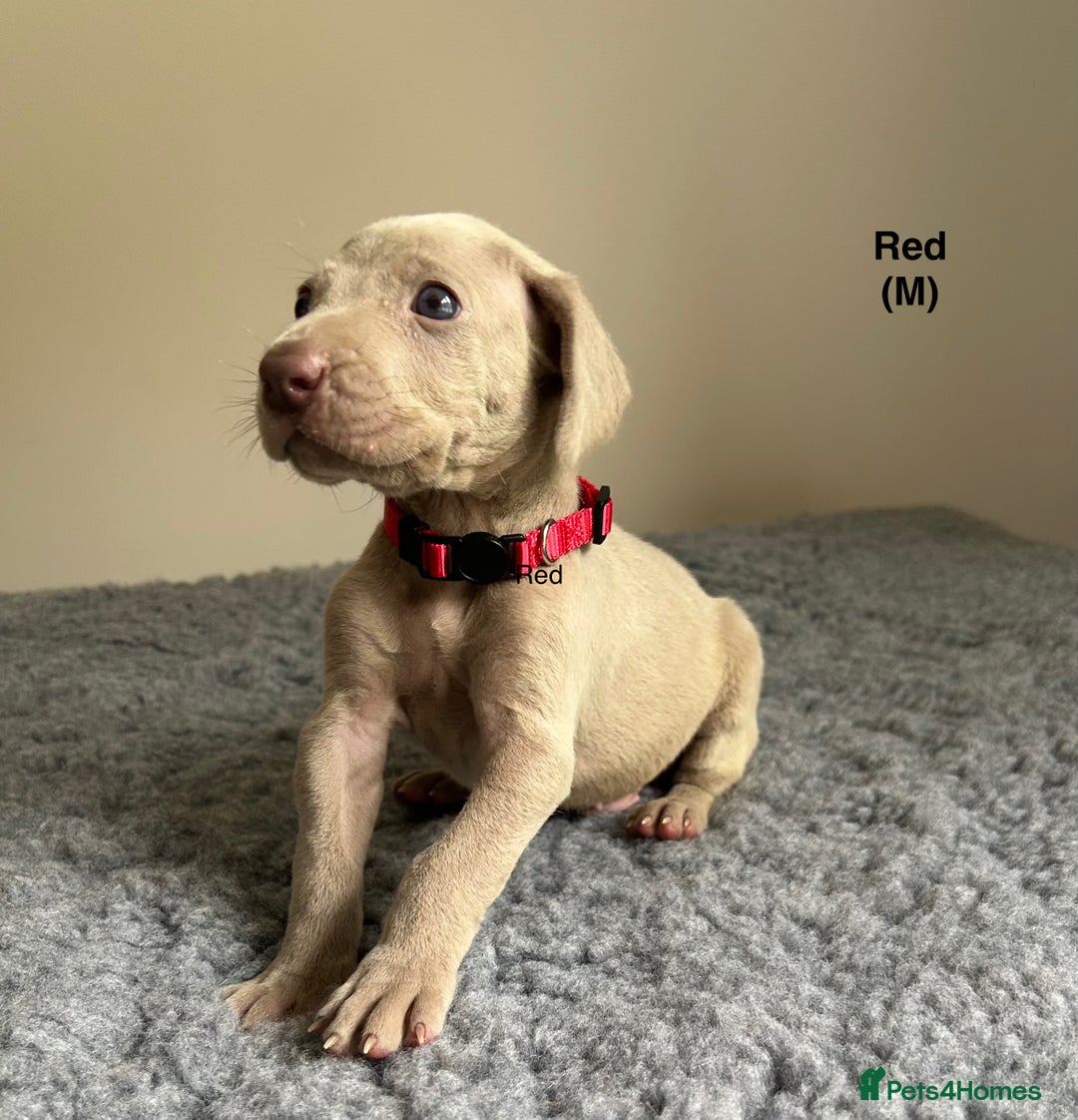 Weimaraner dogs for sale: Exceptional litter of Weimaraner puppies  - Image 9
