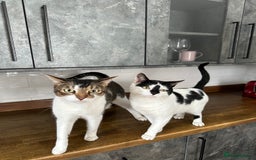 Mixed Breed cats for sale: Free to a good home - Image 4