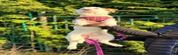 Mixed Breed dogs for adoption: ❤️🐶 AISY & BASIA –TWO LITTLE SUNBEAMS TOGETHER in Burton-on-Trent - Advert 24