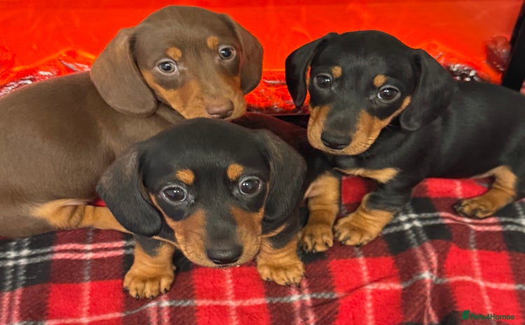 Dachshund dogs - Advert 3