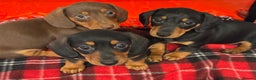 Dachshund dogs for sale: Mini dachshund puppies, PRA clear, health tested - Advert 12