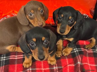 Dachshund dogs - Advert 4