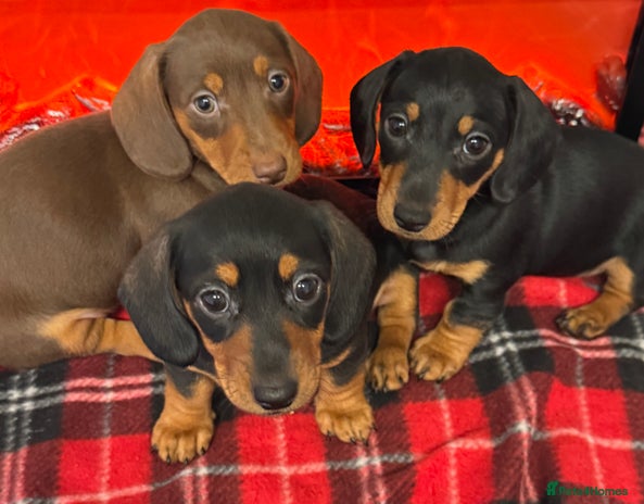 Dachshund dogs - Advert 3