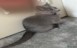 Russian Blue cats for sale: Russian Blue Kitten - Image 17