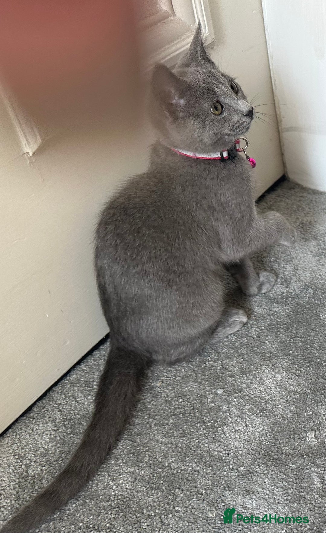 Russian Blue cats for sale: Russian Blue Kitten - Image 17