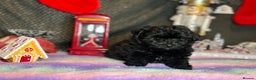 Mixed Breed dogs for sale: Pompoo non shedding fluffy teddy  - Advert 1