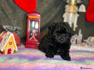 Mixed Breed dogs Pompoo non shedding fluffy teddy - Advert 1