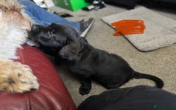 Mixed Breed dogs for sale: German Shepherd cross Mastiff - Image 21