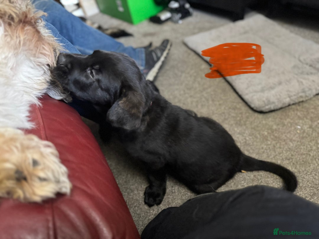 Mixed Breed dogs for sale: German Shepherd cross Mastiff - Image 21