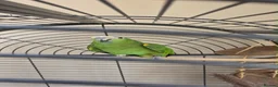 Parrots birds for sale: Amazon talking parrot looking for permanent home!  in Bradford - Advert 1