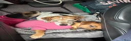 Jack Russell dogs for sale: Our beautiful girl Fia has had 8 beautiful babies  - Advert 22