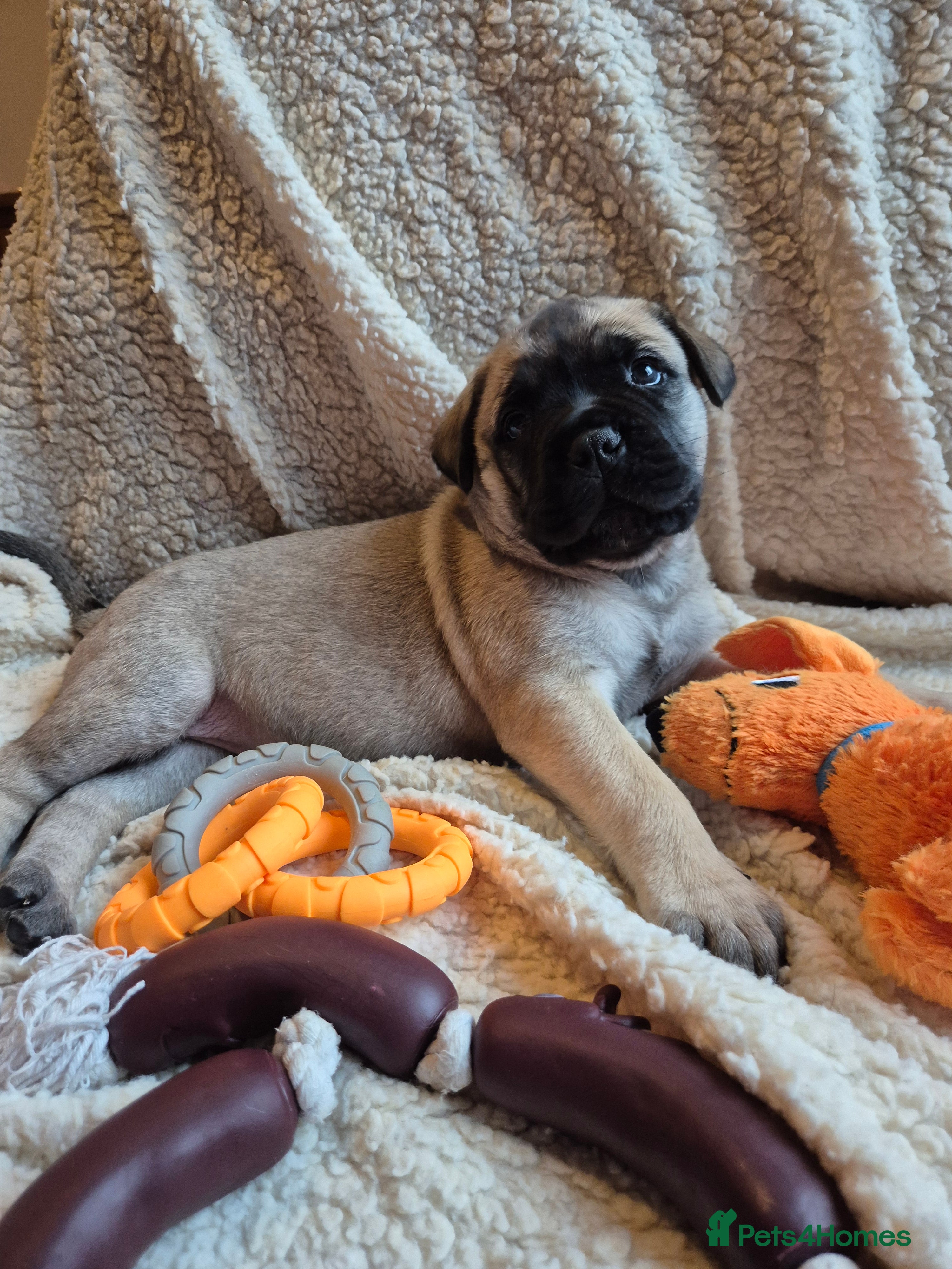 Bullmastiff dogs Beautiful Bullmastiff Puppy - Advert 1