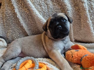 Bullmastiff dogs Beautiful Bullmastiff Puppy - Advert 1