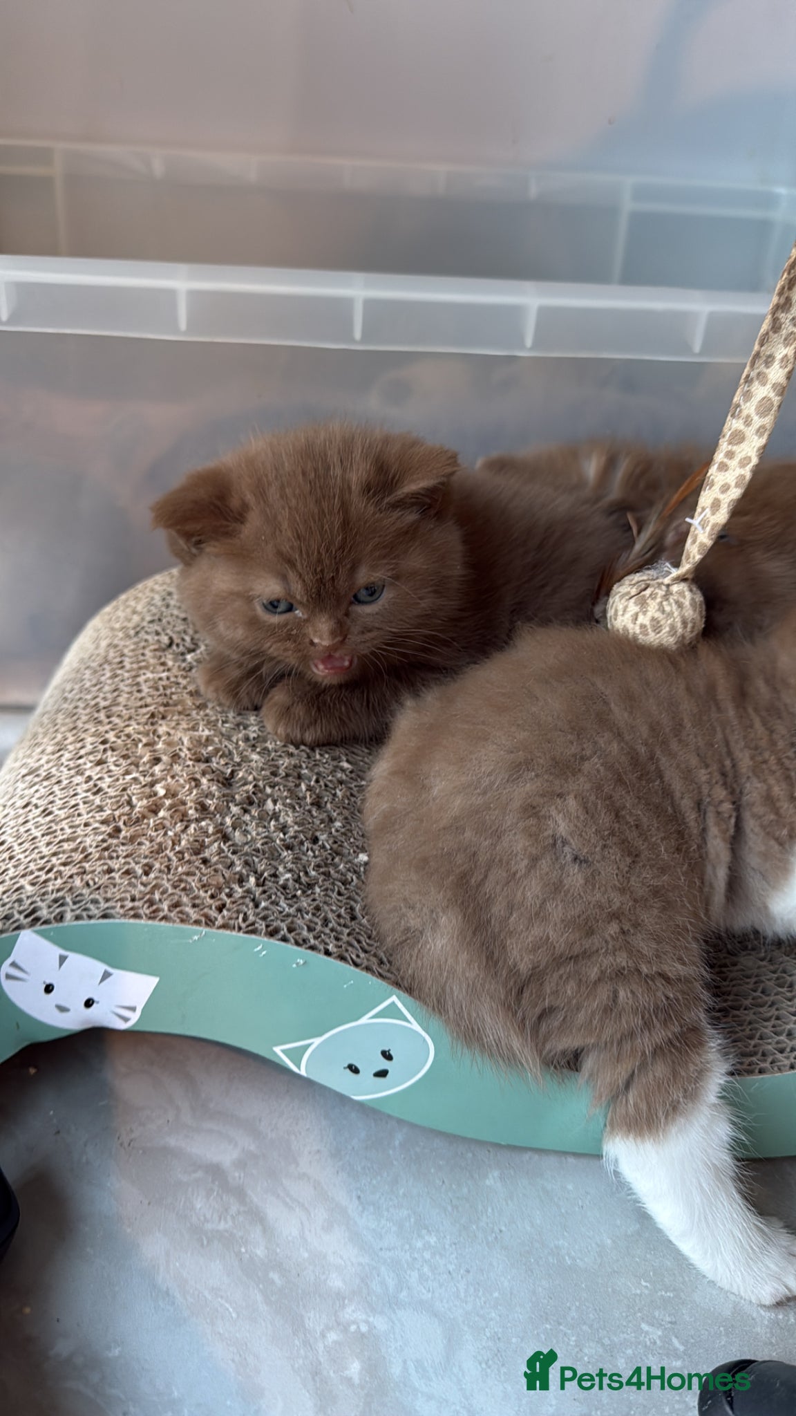British Shorthair cats Cinnamon gccf boy - Advert 9