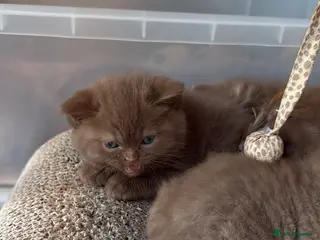 British Shorthair cats Cinnamon gccf boy - Advert 9