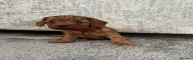 Cavalier King Charles Spaniel 1