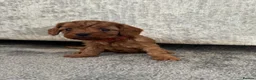 Cavalier King Charles Spaniel dogs for sale: Cavalier King Charles Spaniel Puppies in Weymouth - Advert 7