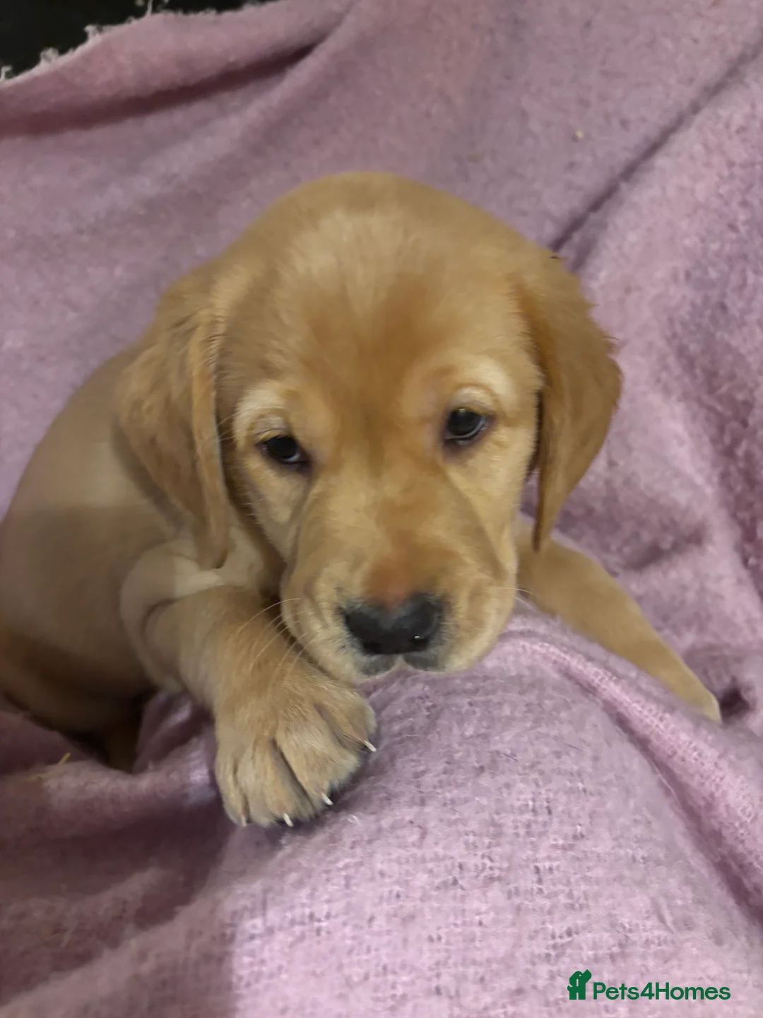 Goldador dogs for sale: Goldador puppies with a dash of dalmation  - Advert 8