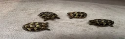 Hermann Tortoise reptiles for sale: Hermann Tortoises  - Advert 4