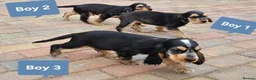 Cocker Spaniel dogs for sale: Ready to go 2 boys left show cocker spaniels - Advert 3