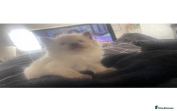 Ragdoll cats for sale: Beautiful pedigree ragdoll kittens - Image 11