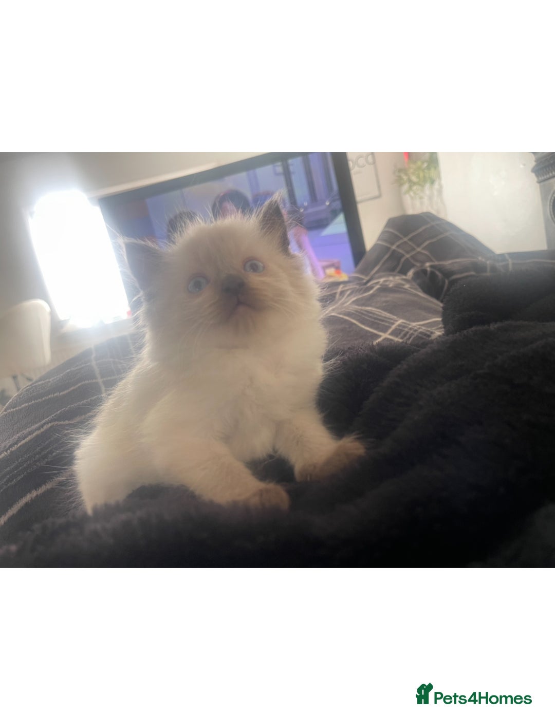 Ragdoll cats for sale: Beautiful pedigree ragdoll kittens - Image 11