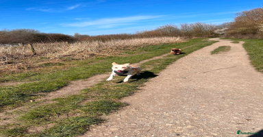 Mixed Breed dogs - Advert 4