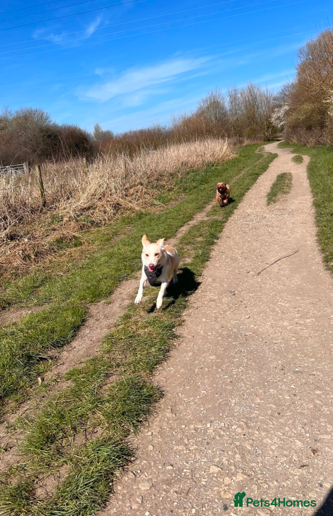 Mixed Breed dogs for sale: Lovely Pixel  - Image 3