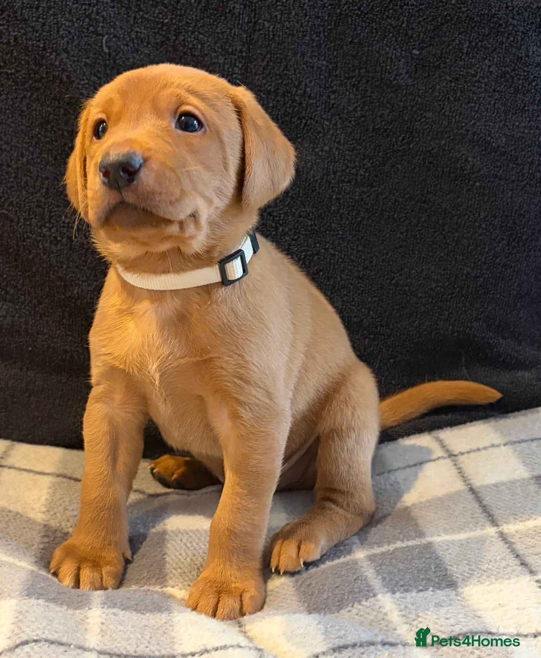 Labrador Retriever dogs for sale: Fox Red Labrador Puppies - Advert 4