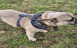 French Bulldog dogs for adoption: 💙 BISCUIT -sweet  11 months boy(neutered)💙 - Image 10