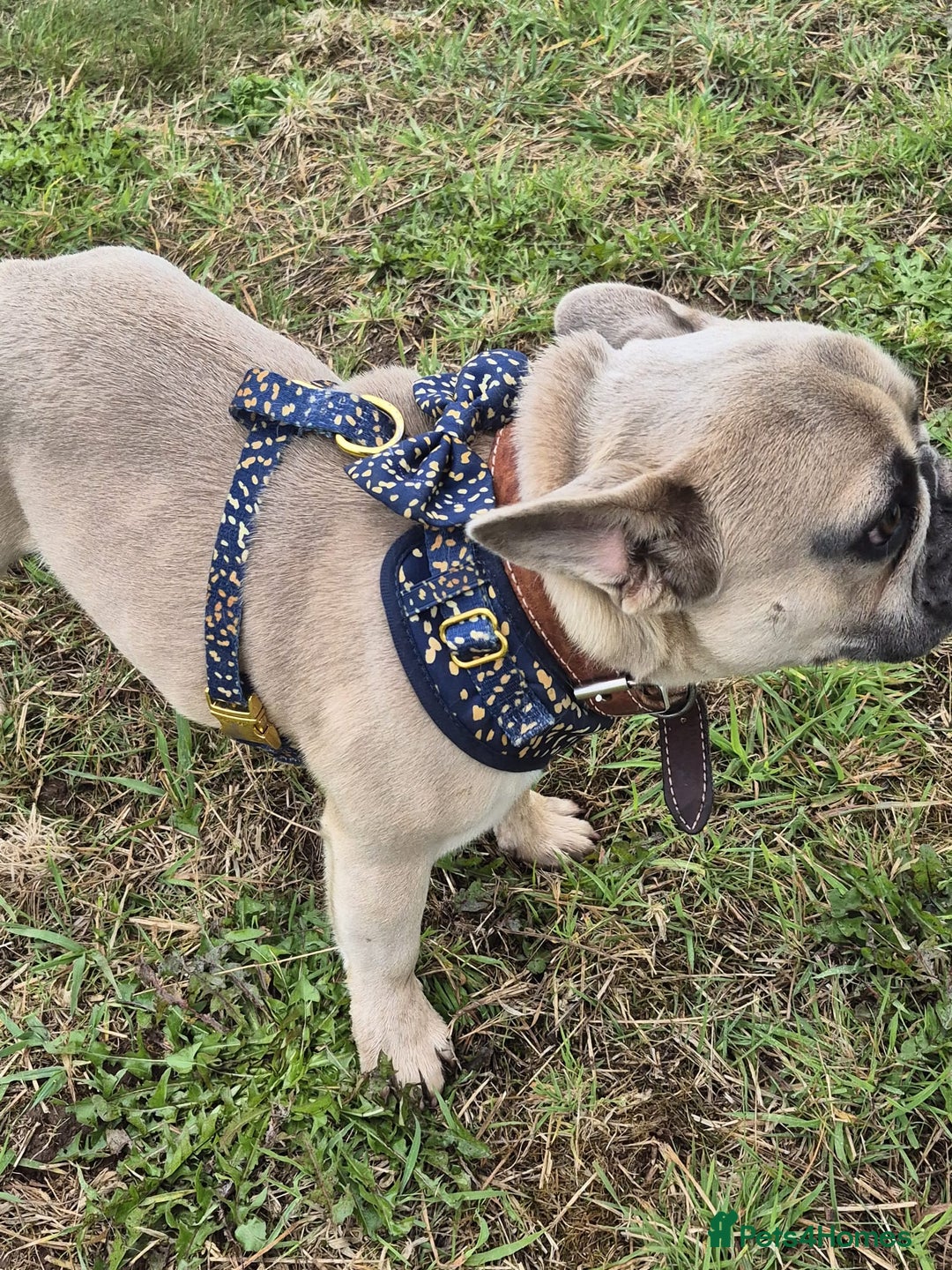 French Bulldog dogs for adoption: 💙 BISCUIT -sweet  11 months boy(neutered)💙 - Image 10