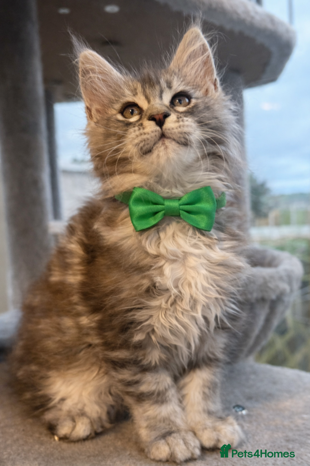 Maine Coon cats Champion blood line kittens  - Advert 13