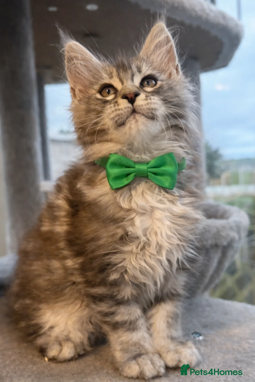 Maine Coon cats for sale: Champion blood line kittens  - Advert 2