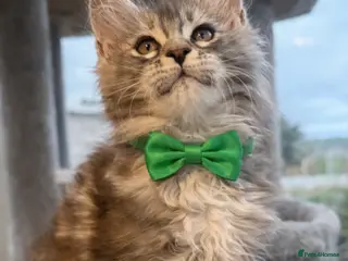 Maine Coon cats Champion blood line kittens - Advert 13