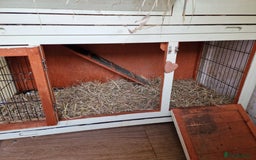 Mini Lop rabbits for sale: Mini lops for sale  - Image 6