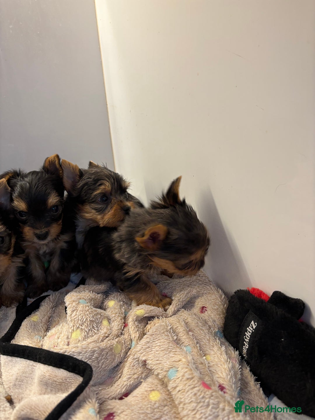Yorkshire Terrier dogs for sale:  Merle Yorkshire terrier puppies  - Image 10