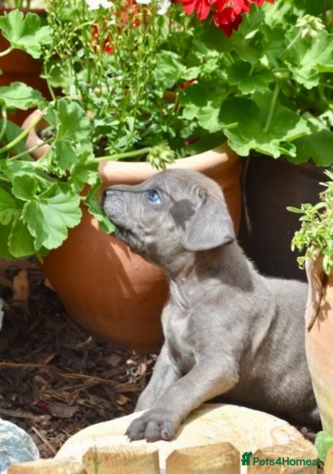 Mixed Breed dogs for sale: Stunning Cane Corso mix with Bullmastiff in Bristol - Advert 2