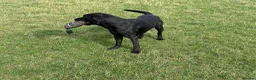 Labrador Retriever dogs for stud: Reuben in Consett - Advert 6