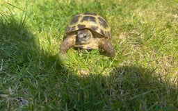 Tortoise reptiles for sale: Horsefield tortoises - Image 2