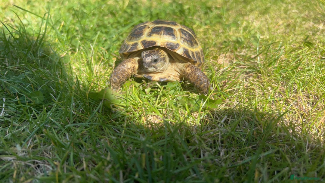 Tortoise reptiles for sale: Horsefield tortoises - Image 2