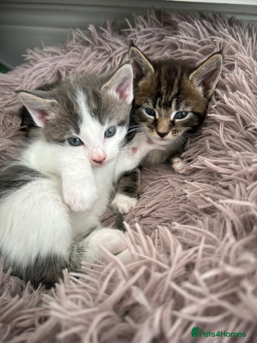Maine Coon cats for sale: Gorgeous Maine Coon Cross Kittens - Image 1